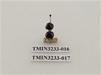 藏品(黃斑盤瓢蟲)的圖片